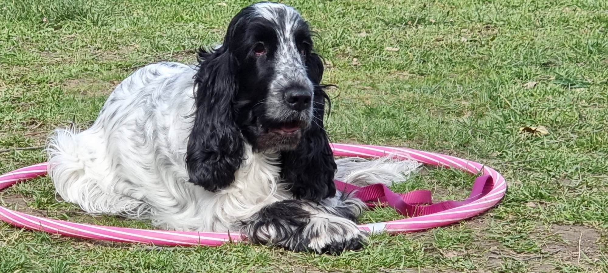 Unsere Geschichte - Ein Leben für Hunde