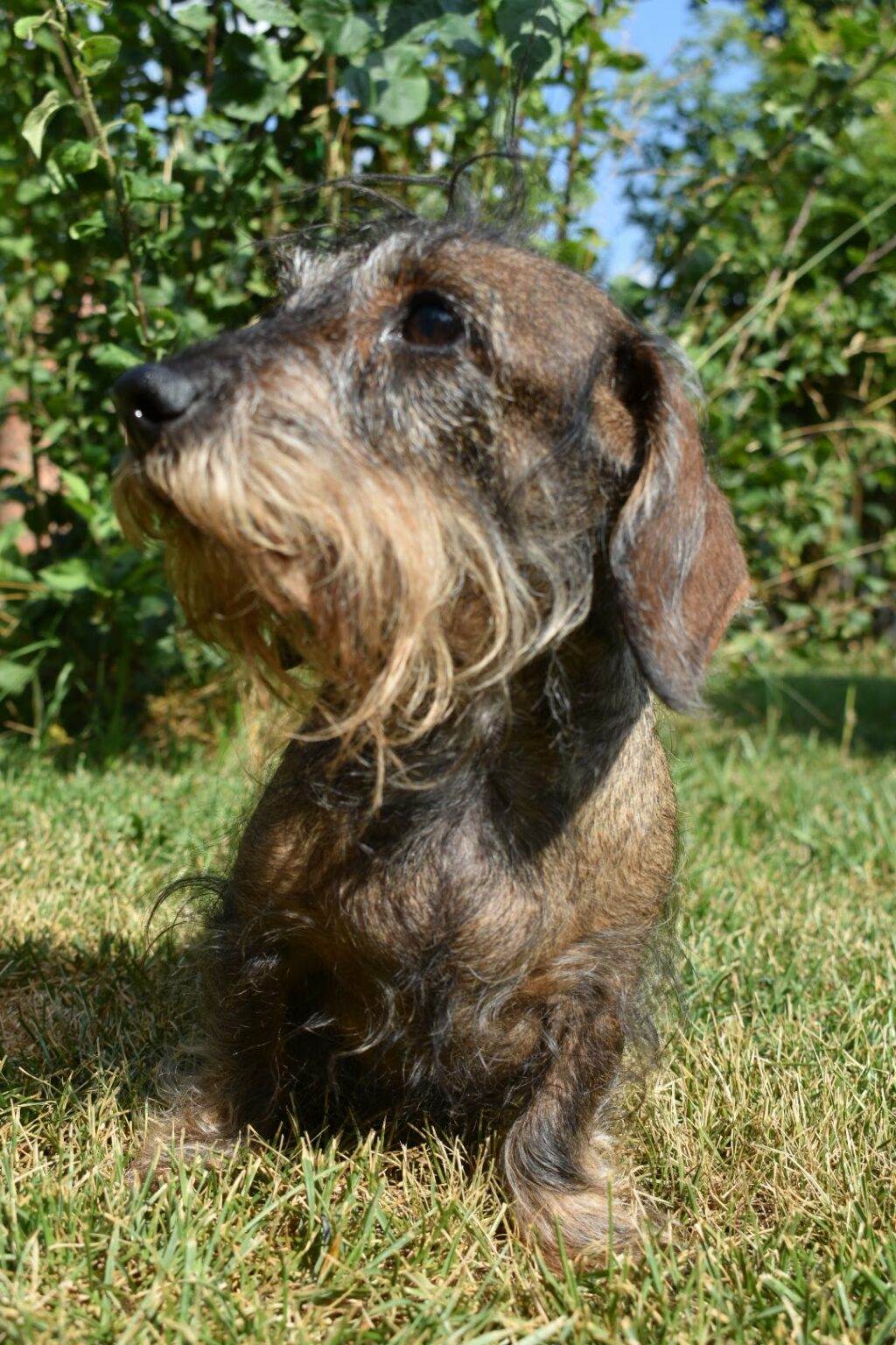 Ronja - Rudelführerin von den Isarwiesen.de