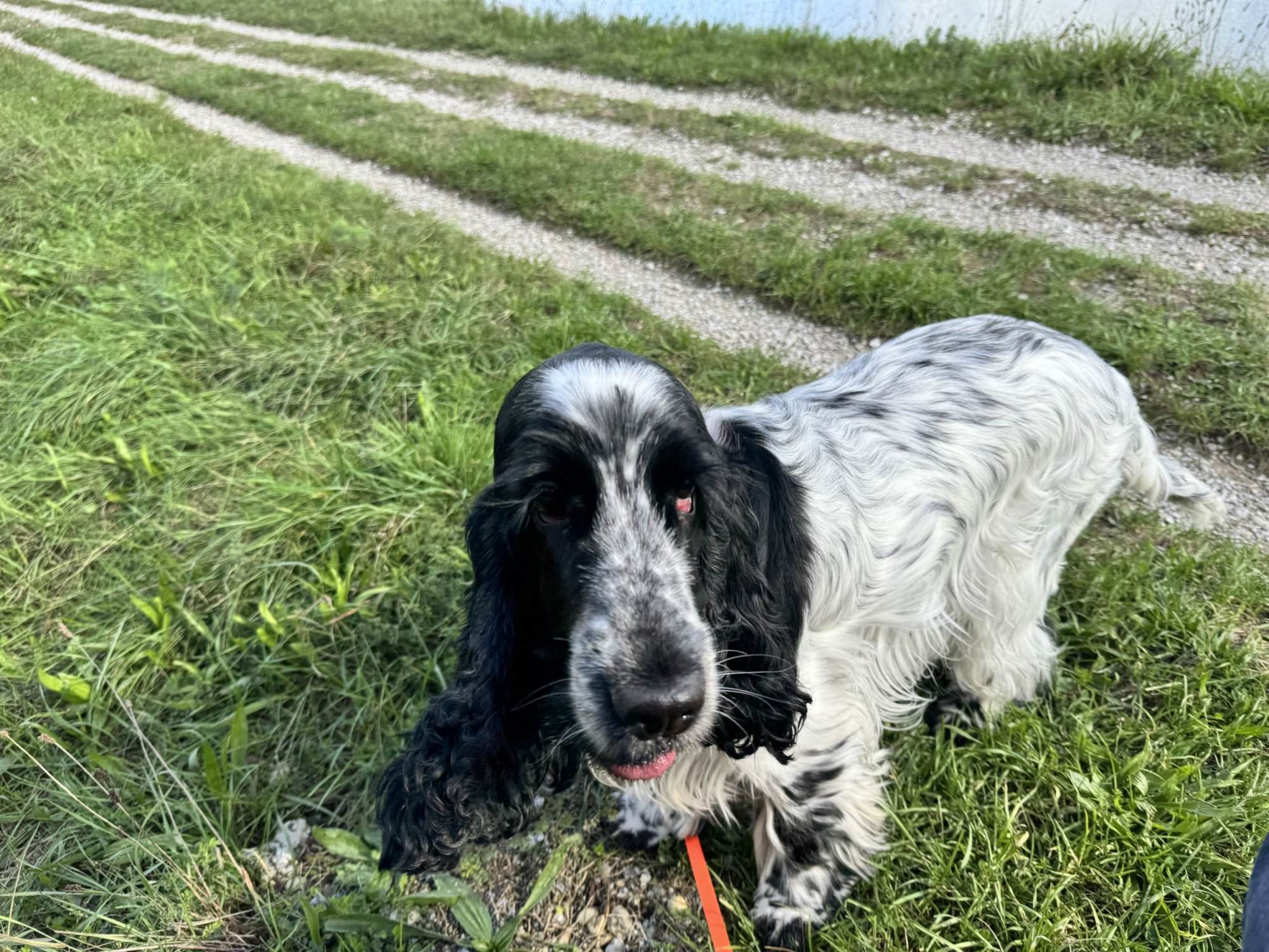 Englisch-Cocker-Spaniel - Fellfarbe heller blauschimmel