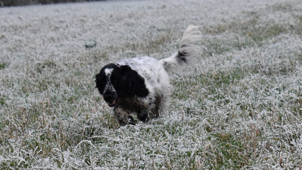 Suki im Sprint