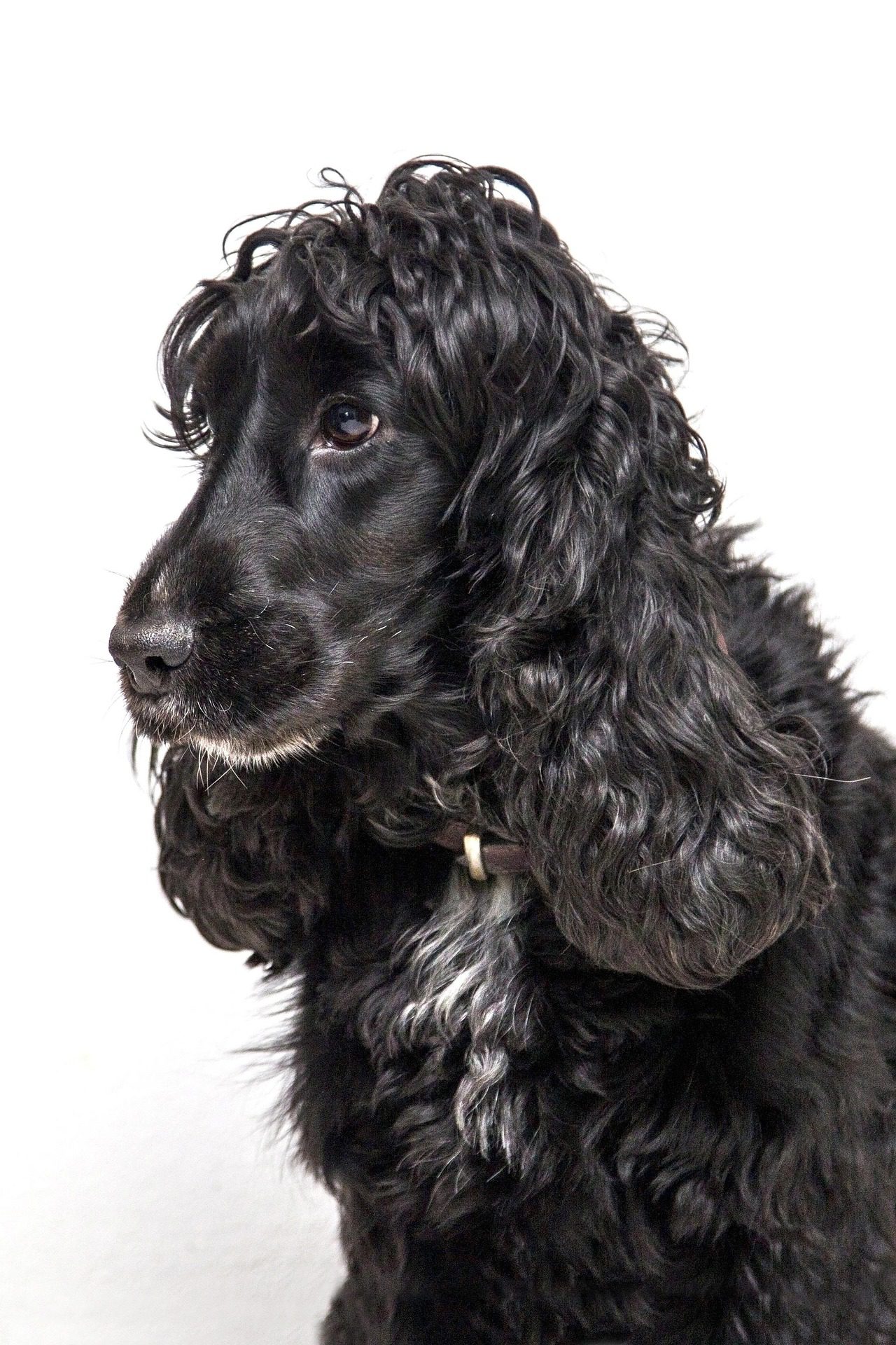 Englisch-Cocker-Spaniel - Fellfarbe schwarz