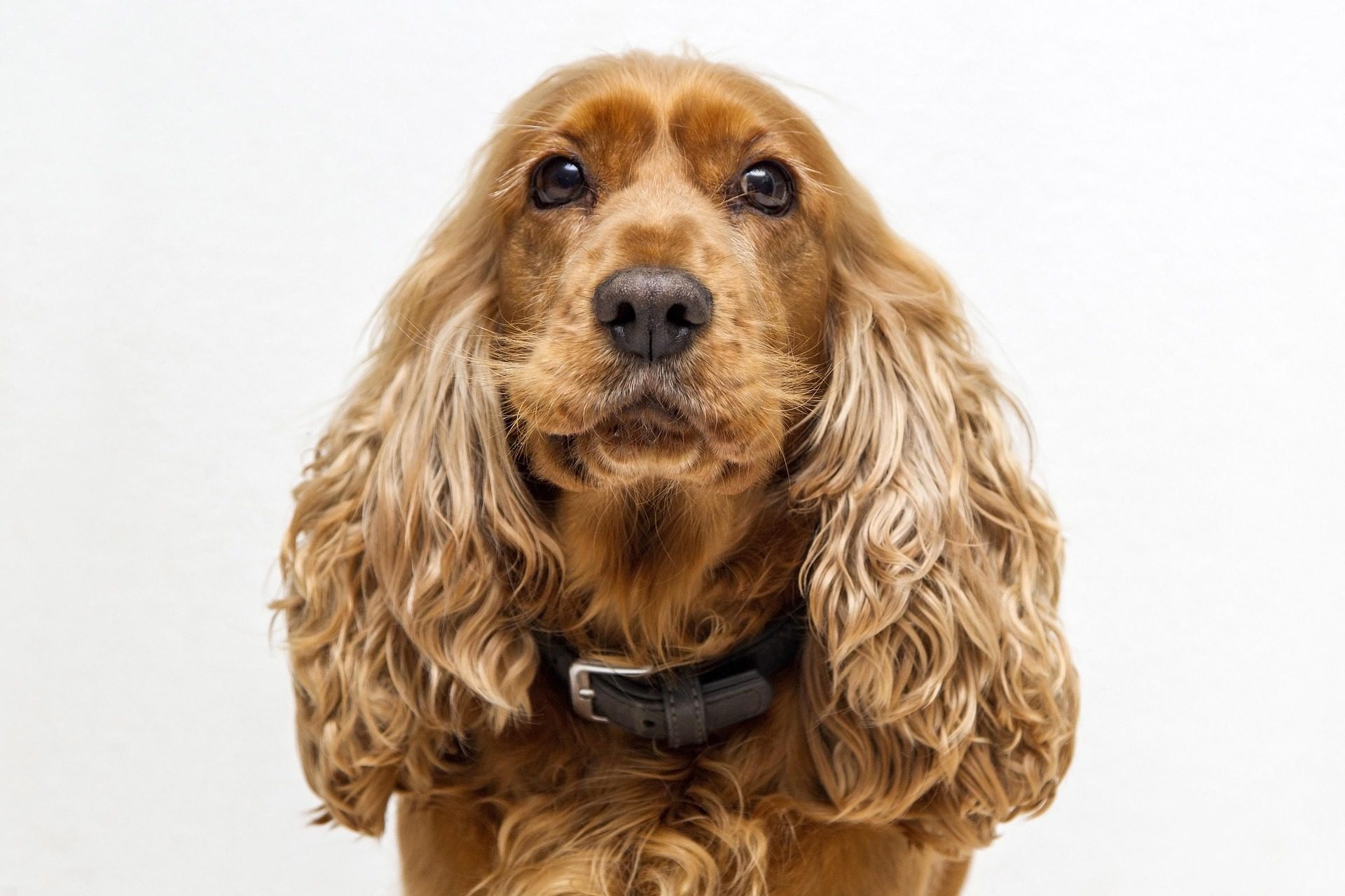 Englisch-Cocker-Spaniel - Fellfarbe rot-gold