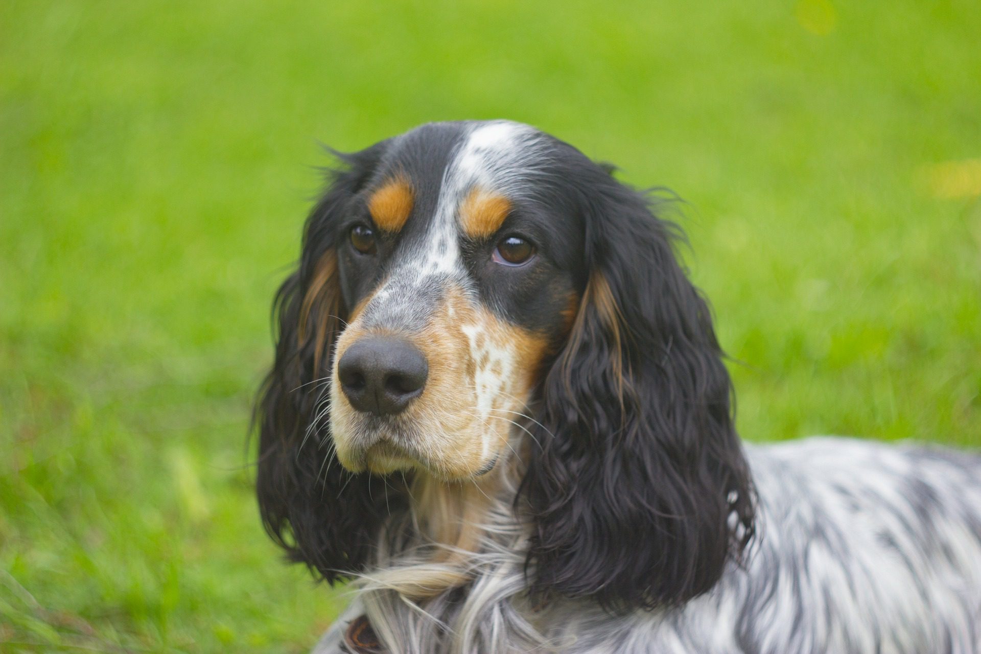Englisch-Cocker-Spaniel - Fellfarbe mit loh