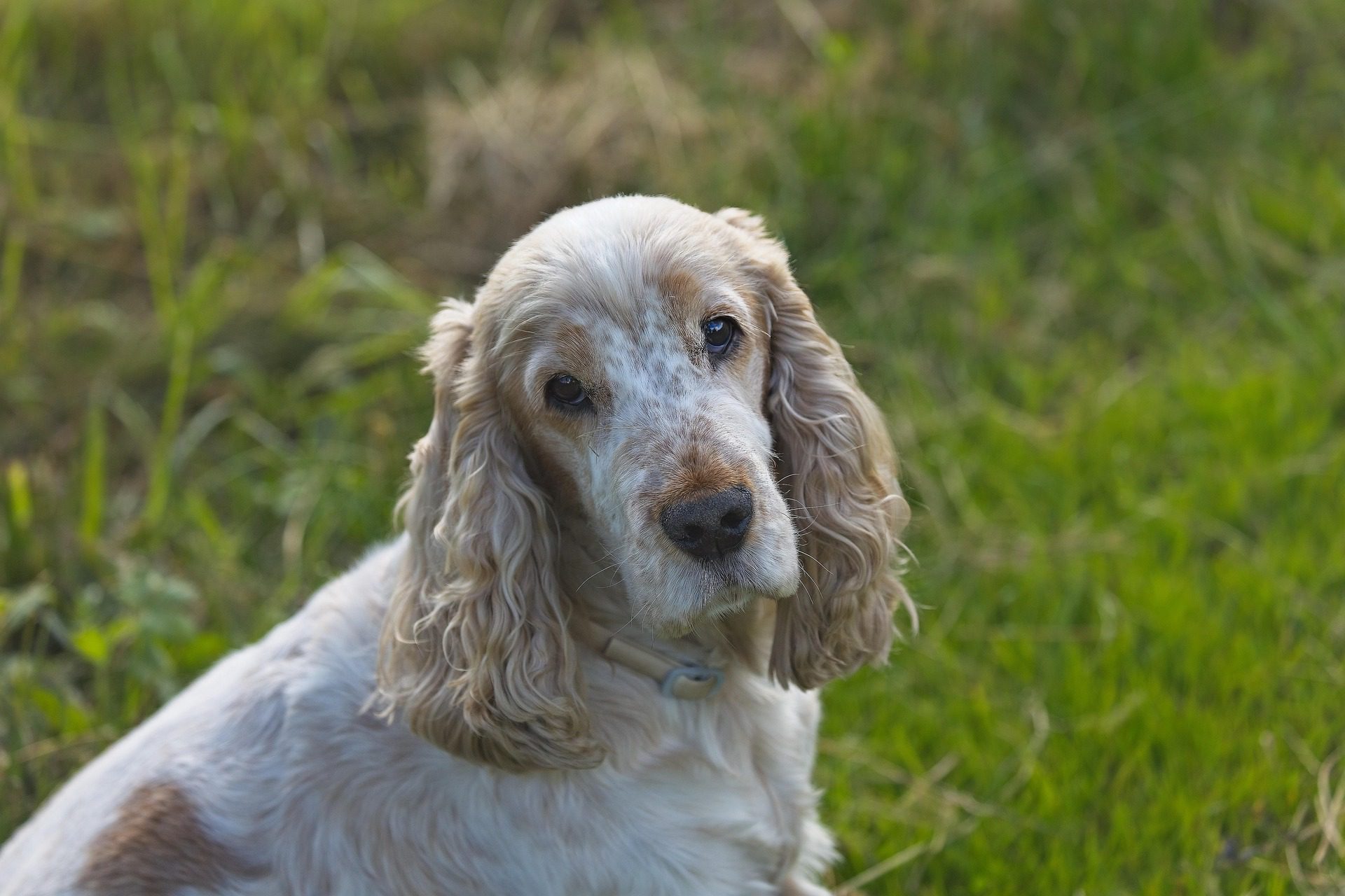 Englisch-Cocker-Spaniel - Fellfarbe orangeschimmel