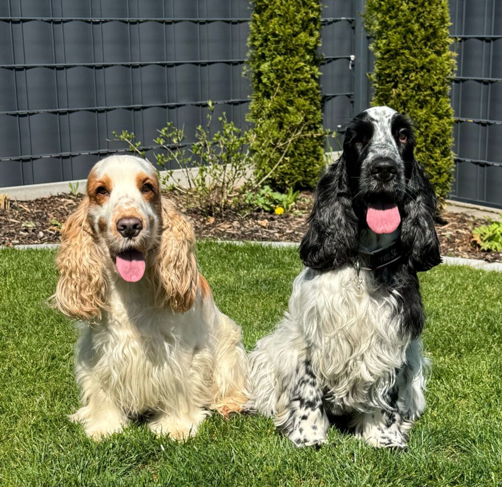 Popov und Suki