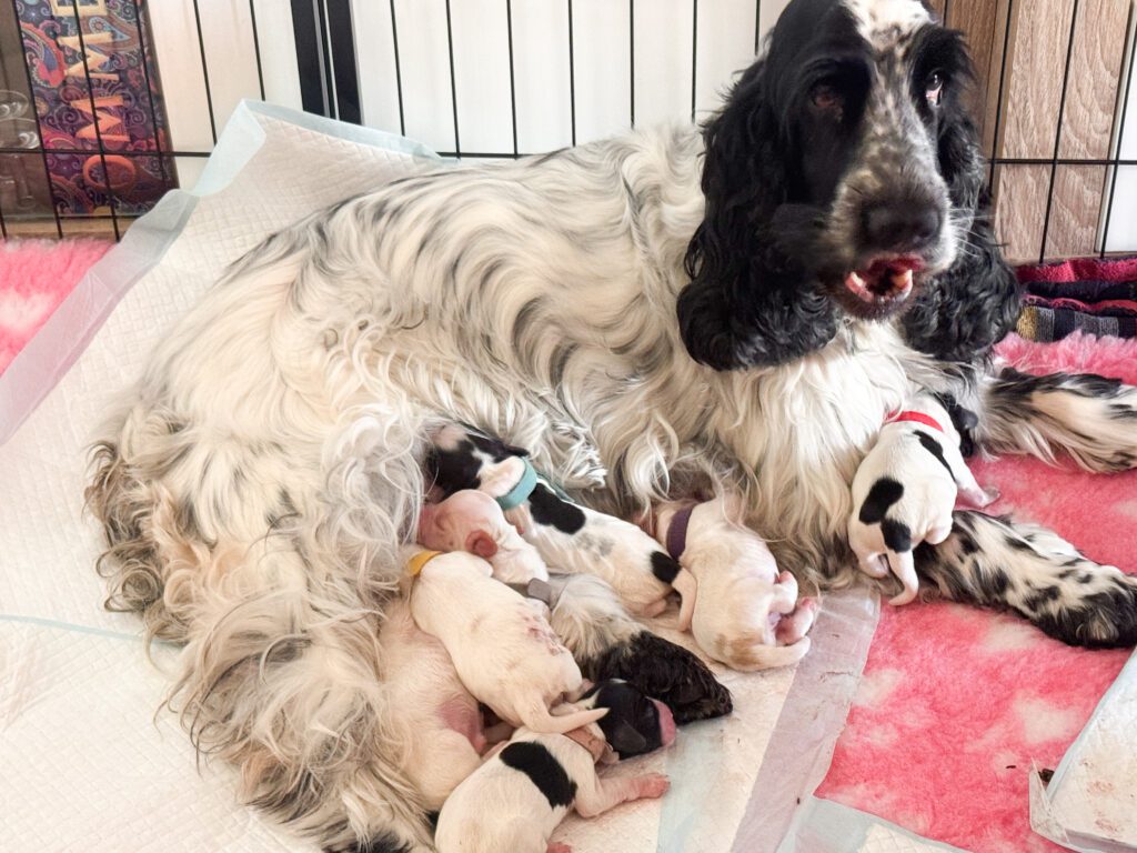 Suki mit ihrer Cockerbande