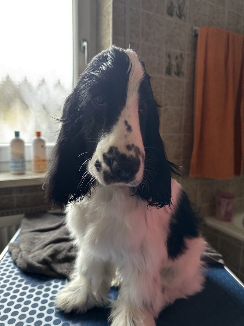 Always the first von den Isarwiesen