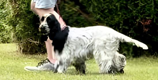 Zuchtzulassungsprüfung