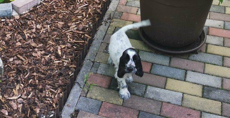 Einzug im neuen Zuhause