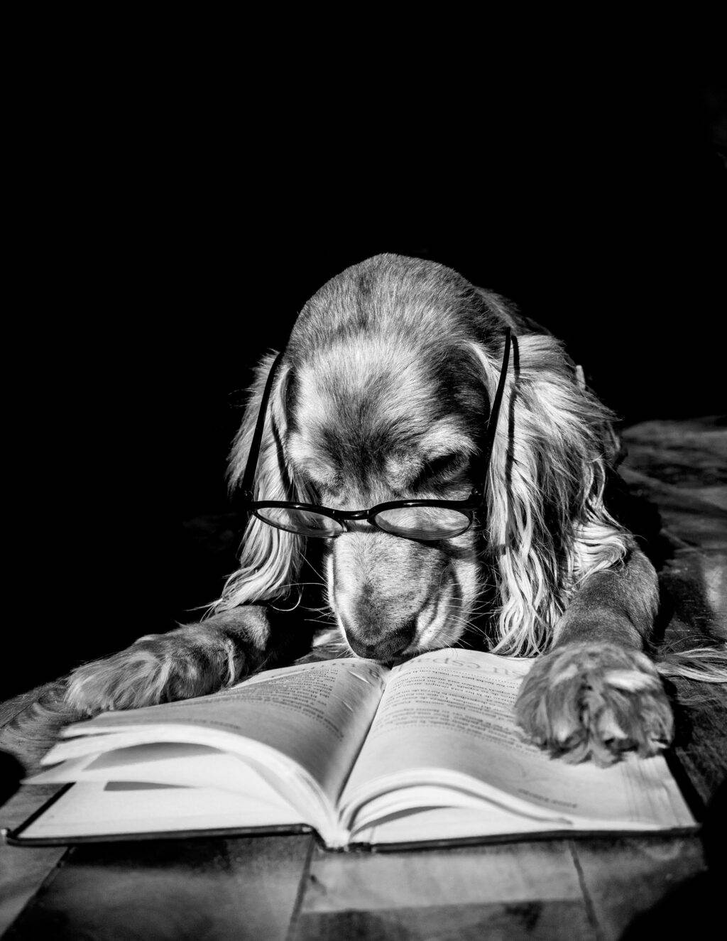 Philosophie Englischer Cocker Spaniel