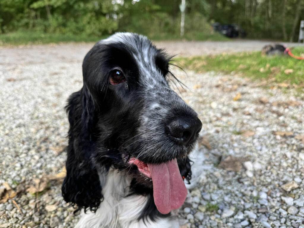 Suki on Tour
