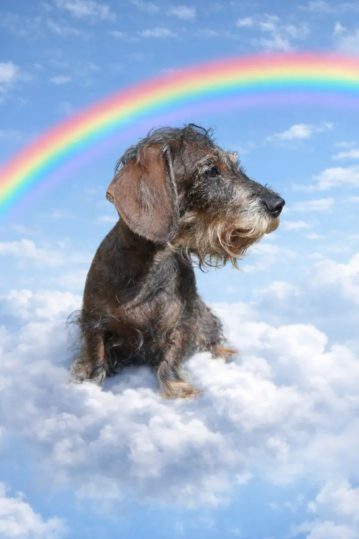 Ronja auf dem Weg über die Regenbogenbrücke